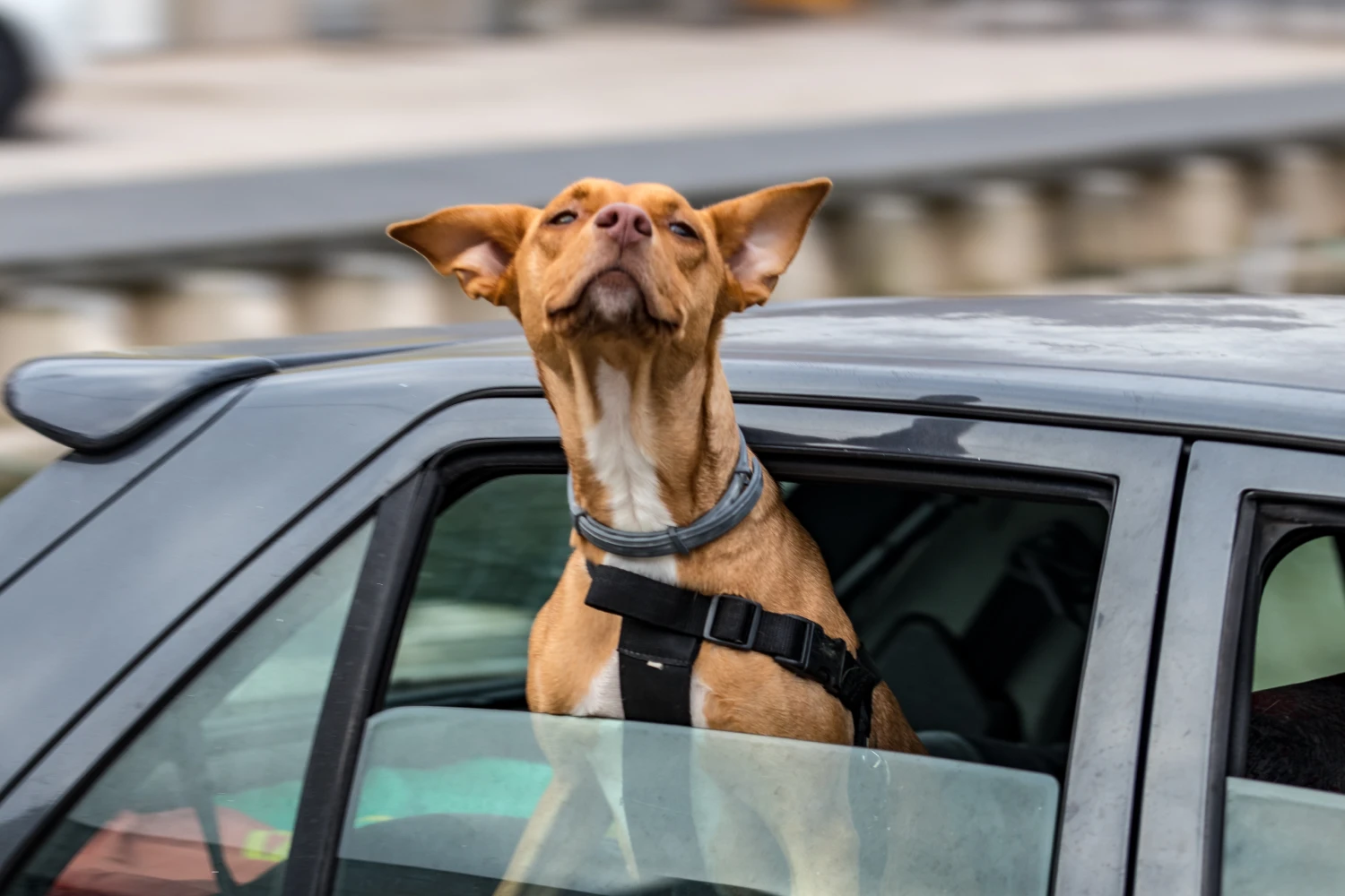 Mercedes-Benz C-Class Dog Safety Belt for Miniature Pinschers